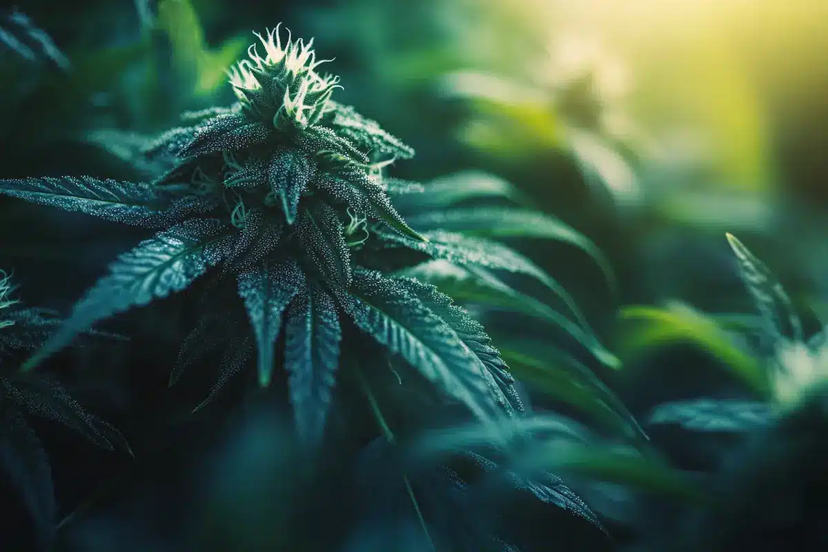 Club cannábico miembros