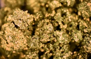 Limiter le cannabis Club de Barcelone