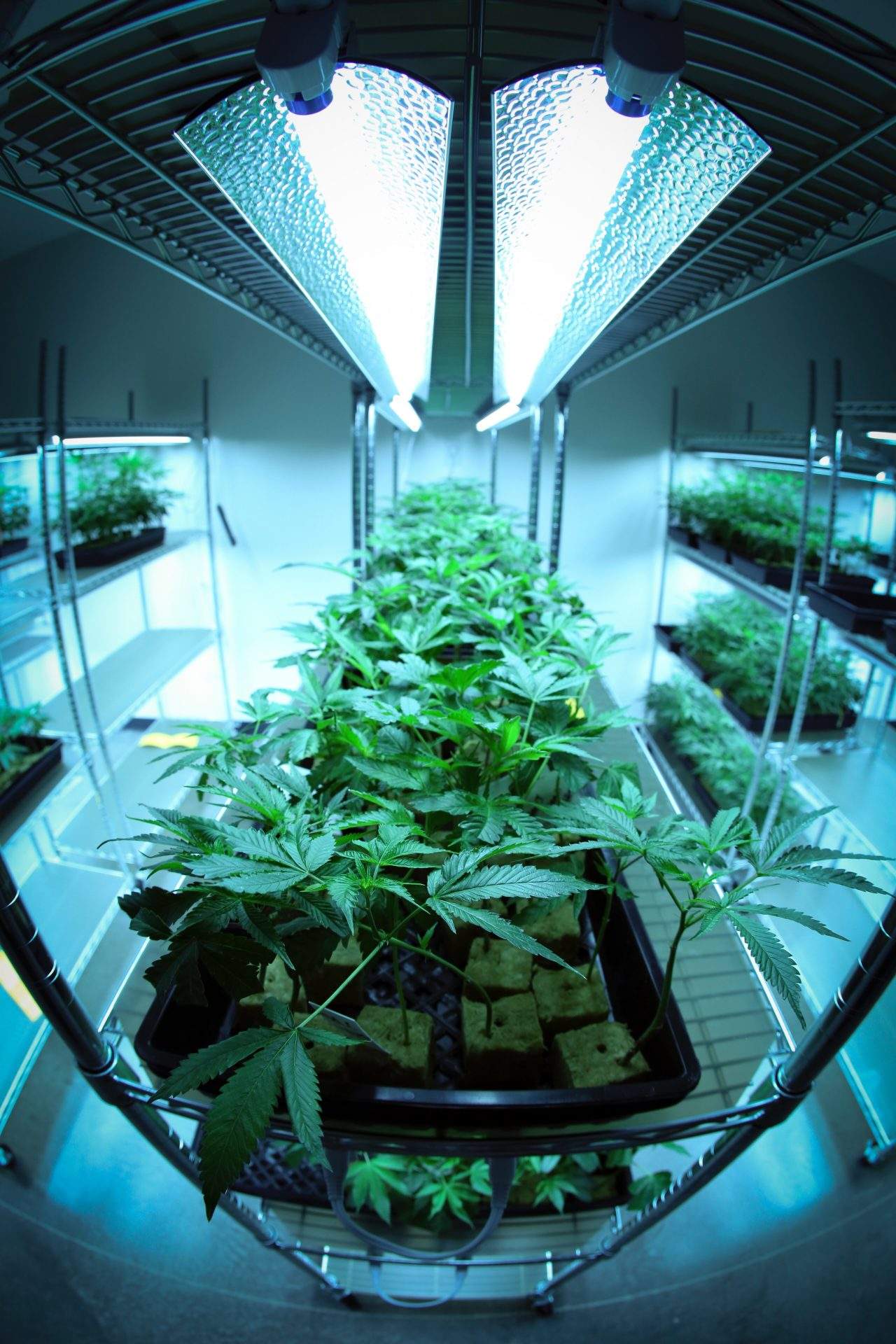 indoor cannabis plantation