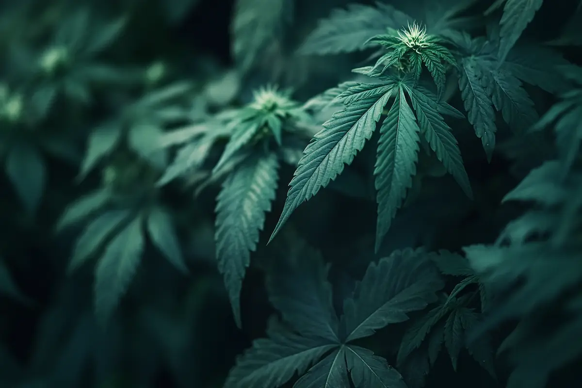 Types of cannabis indica