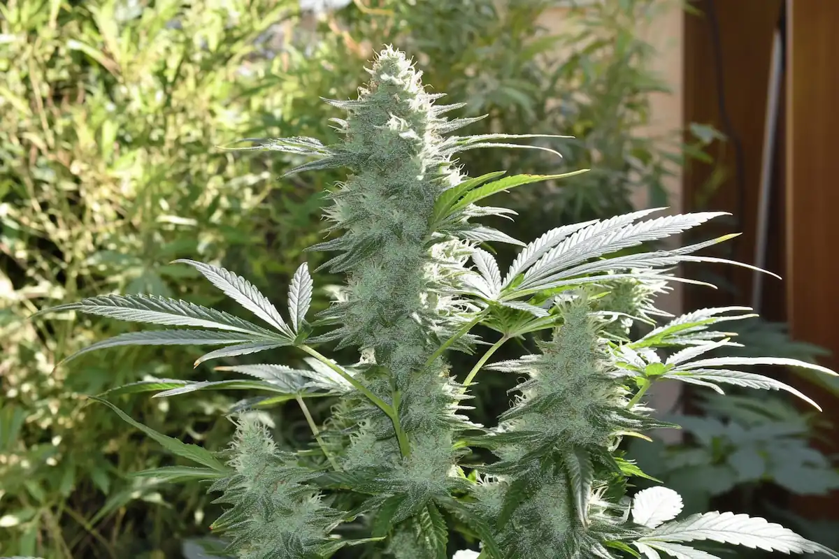 Types of cannabis sativa